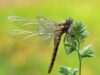 Leucorrhinia pectoralis