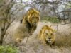 lions_knp-ns18.jpg lions_knp-ns18.jpg