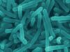 listeria
