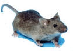 mouse