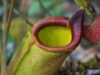 nepenthes philippinensis
