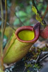 nepenthes philippinensis