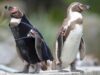 pinguin Ralph