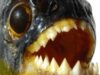 piranha