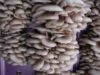 pleurotus-ff.jpg