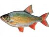 rosioara rosioara