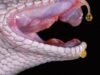 snake snake