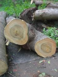 taiat arbori