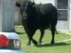 taur