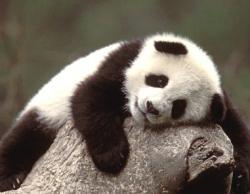 urs Panda