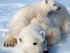 27 Februarie - Ziua Internationala a Ursului Polar