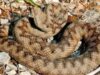 vipera cu corn