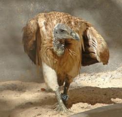 vultur