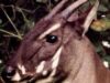 Antilopele Saola Antilopele Saola