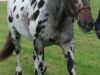 rasa Clydesdale