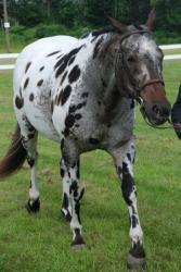 rasa Clydesdale
