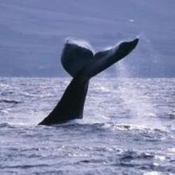 balena