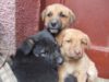 4 Aprilie - Ziua Internaţională a Animalelor fără Stăpân