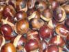 castane