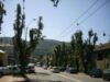 castanii din Piatra Neamt
