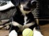 Catelusul Pixie din rasa Border Collie.jpg Catelusul Pixie din rasa Border Collie.jpg