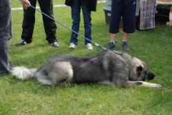 concurs canin