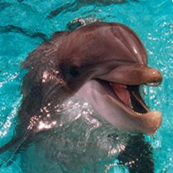 delfini