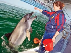 Delfinul Mark