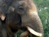 elefant Seul