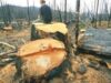 exploatarea forestiera