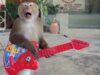 fan metallica