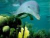 Flipper Flipper
