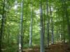 fondul forestier fondul forestier