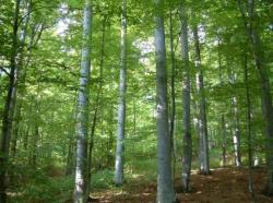 fondul forestier