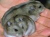 hamsteri