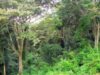 padure kenyana