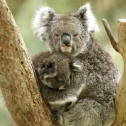 koala