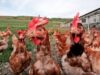 mirosul de la gaini Produsele traditionale si ecologice, o solutie pentru avicultura romaneasca
