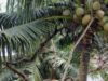 nuca de cocos