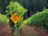 organic-vineyard.jpg