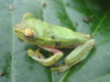 Rhacophorus lateralis Rhacophorus lateralis
