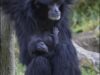 Siamang