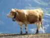 vaca sinucigasa vaca sinucigasa