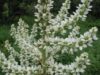 Veratrum californicum