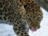 vsolkinleopard1_1__78361.jpg