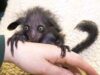 Aye-aye