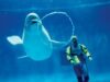 baloane Beluga