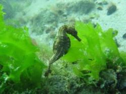 calut de mare