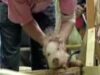 concurs de porci concurs de porci
