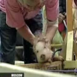 concurs de porci